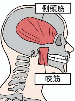 側頭筋と咬筋の位置を示す顔面の断面図